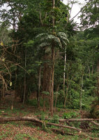 Cercestis camerunensis, fully developed individual still surviving in a deforested forest area, Campo, Cameroon
