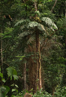 Cercestis camerunensis, fully developed individual with many inflorescences, still surviving in a deforested forest area, Campo, Cameroon