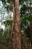 Cercestis camerunensis, horizontal anchoring roots and one long flat downwards growing feeding root, Campo, Cameroon