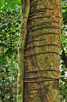 Cercestis camerunensis, horizontal numerous clasping roots partly covered by the wide flattened undulate appressed feeding roots, Kribi, Cameroon