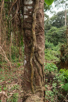 Cercestis camerunensis, increasing diameter of the stem due to two long flat downwards growing feeding roots, featuring establishment growth, Campo, Cameroon