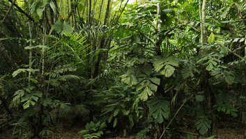 Cercestis camerunensis in its swampy habitat, Campo, Cameroun