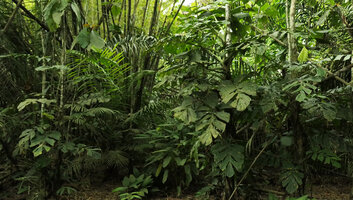 Cercestis camerunensis in its swampy habitat, Campo, Cameroun