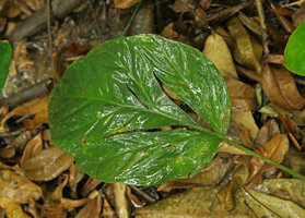 Cercestis camerunensis, juvenile oval shaped leaf with longitudinal perforations, Kribi, Cameroun
