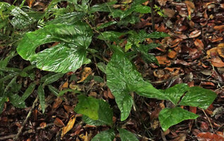 Cercestis camerunensis, juvenile ovate leaf on the left and Cercestis mirabilis with hastate leaves on the right, creeping stages on forest floor, Kribi, Cameroun