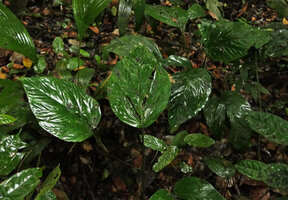 Cercestis camerunensis, juvenile with ovate leaves creeping on forest floor, Kribi, Cameroun