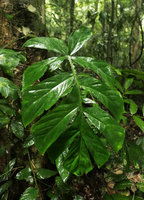 Cercestis camerunensis, leaf, Kribi, Cameroun