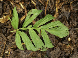 Cercestis camerunensis, lower surface of the leaf blade with prominent nerves, Kribi, Cameroun