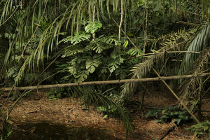 Cercestis camerunensis, mature individual climbing on small tree along a forest stream bank, Campo, Cameroun