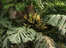 Cercestis camerunensis, numerous inflorescences and infructescences at the top of the leafy stem in a recently deforested area, Campo, Cameroon