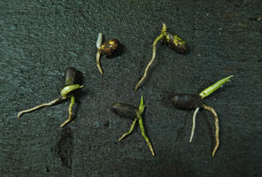 Cercestis camerunensis, seedlings with epicotyl axis, primary root and secondary root