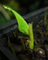 Cercestis camerunensis seedling, the third leaf is a foliage leaf emerging from the protective second cataphyll