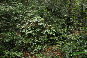 Cercestis camerunensis, vegetative population growing on a rock along a forest stream bank, Campo, Cameroun