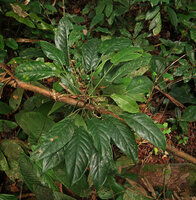Cercestis kamerunianus displaying its numerous leaf blades in a horizontal crown thus avoiding self shading, Ebodje, Campo, Cameroon