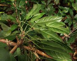 Cercestis kamerunianus, successive stem traumatisms leading to profuse branching, Ebodje, Campo, Cameroon