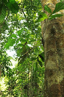 Cercestis mirabilis, adult phase on tree trunk, Campo, Cameroun