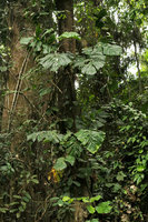 Cercestis mirabilis, adult phase on tree trunk with two successive rosettes of leaves separate by an ascending flagelliform narrow part of the stem, Kribi, Cameroun