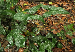 Cercestis mirabilis at the top with two hastate juvenile leaves and Cercestis camerunensis at bottom left with one oval juvenile leaf, Kribi, Cameroun