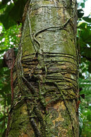 Cercestis mirabilis, Condensed internodes and flagelliform climbing stem, Campo, Cameroon