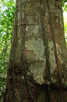 Cercestis mirabilis, downwards growing feeding roots with short spiny emergences, adhering to the host trunk, Campo, Cameroon