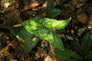 Cercestis mirabilis, juvenile phase of a form with entire hastate silver maculated leaves leaves, Kribi, Cameroun