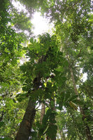 Cercestis mirabilis, leafy rosettes along tree trunk host, Campo, Cameroon