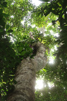 Cercestis mirabilis, leafy rosettes at about 15 m above the soil, Campo, Cameroon