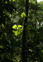 Cercestis mirabilis, leaves through a sun fleck, Campo, Cameroun