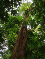 Cercestis mirabilis, successive leafy rosettes along tree trunk host, Campo, Cameroon