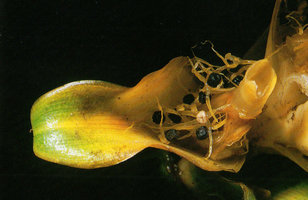 Chamaecostus curcumoides, black seeds with thread like arils, Nouragues CNRS field station, French Guyana