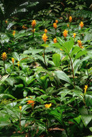 Chamaecostus curcumoides, flowering population at Nouragues CNRS field station, French Guyana