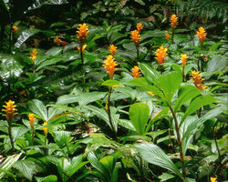 Chamaecostus curcumoides, flowering population, les Nouragues CNRS field station, French Guyana, Photo by Patrick Blanc
