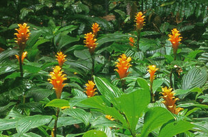Chamaecostus curcumoides, Nouragues, French Guyana, from the book &quot;Etre Plante à l&#039;ombre des forêts tropicales&quot; by Patrick Blanc