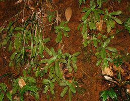 Championia reticulata, flowering population, Sinharaja, Sri Lanka