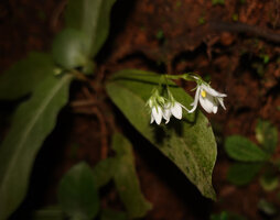 Championia reticulata, inflorescence, Sinharaja, Sri Lanka