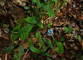 Chassalia chewii as a small shrub in forest understory, Kinabalu NP, 1600 m asl, Sabah, Borneo