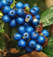 Chassalia northiana, bright blue drupes with emerging apical cylindrical disc surrounded by short calyx tube, Penrissen Range, Kuching, Sarawak, Borneo