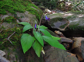  Chayamaritia smitinandii flowering on mossy rock, Khao Khiew, Khao Yai NP, Thailand