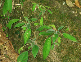  Chayamaritia smitinandii, individuals with maturing capsular fruits on mossy rock, Khao Khiew, Khao Yai NP, Thailand