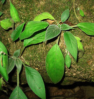  Chayamaritia smitinandii, rosetted leaves on mossy rock, Khao Khiew, Khao Yai NP, Thailand