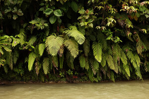Chingia malodora along river banks, Tenaru, Guadalcanal, Solomon Islands.