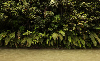 Chingia malodora as a rheophyte along river banks, Tenaru, Guadalcanal, Solomon Islands
