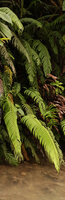 Chingia malodora, fronds hanging  above the river, Tenaru, Guadalcanal, Solomon Islands
