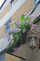 Primulina dryas growing spontaneously on a building façade, Canton, China, Photo by Claude Antoniazzi