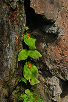 Chirita micromusa in a rock fissure, Khao Yai NP, Thailand