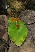 Microchirita micromusa one flowering individual, Khao Yai NP, Thailand