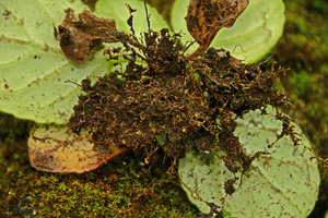 Chirita sinensis, superficial roots covering the rocks, Hong Kong Peak