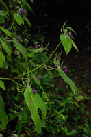 Microchirita purpurea, Chanthaburi,Thailand