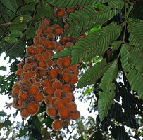 Chisocheton polyandrus, fruits, Deramakot FR, Sabah, Borneo