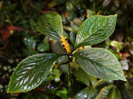 Chloranthus cf. nervosus, almost sessile spike at the end of the four leaved stem, Bidoup Nui Ba NP, Vietnam